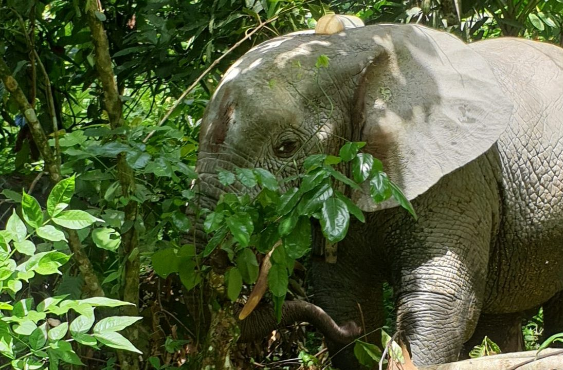 Éléphant dans la réserve de biosphère en Guinée