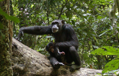 Chimpanzés dans le Parc National du Moyen Bafing
