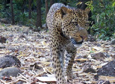 Léopard dans le Parc National BADIAR
